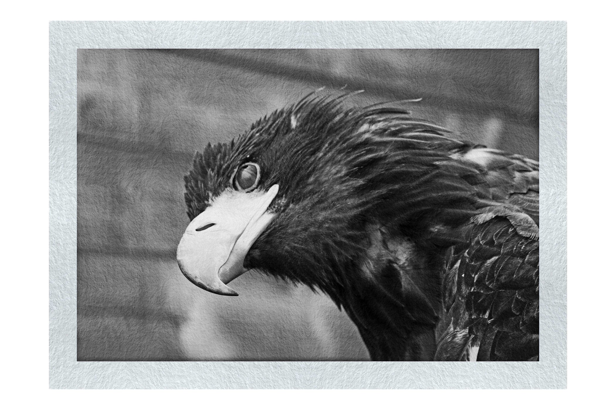 Golden Eagle Side Profile - Monochrome Fine Art Print - Wildlife Category