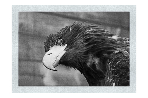 Golden Eagle Side Profile - Monochrome Fine Art Print - Wildlife Category