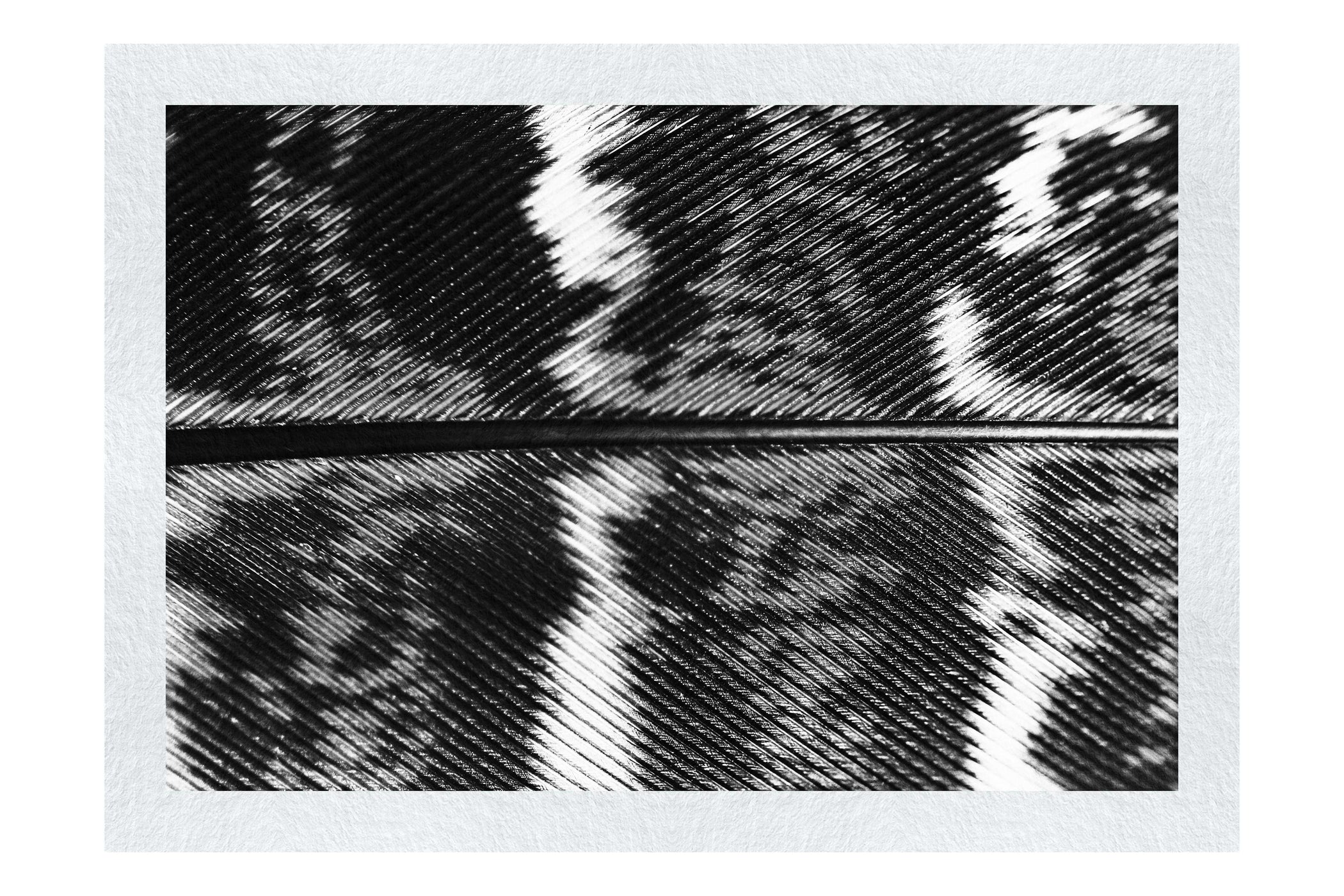Golden Pheasant Feather - Monochrome Fine Art Print - Creative Category