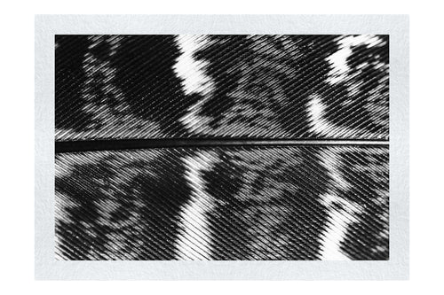 Golden Pheasant Feather - Monochrome Fine Art Print - Creative Category