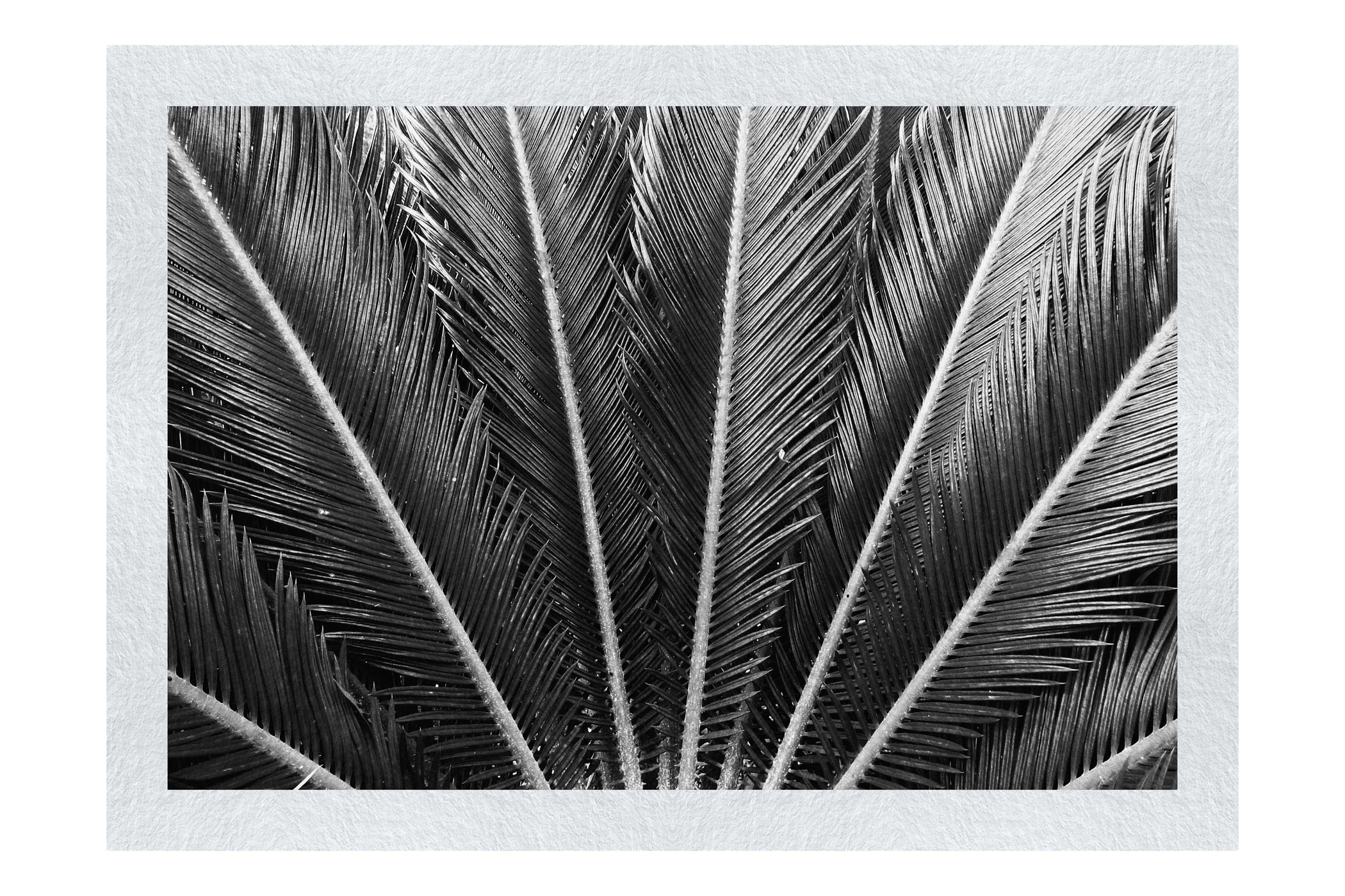 Cycas Revoluta - Monochrome Fine Art Print - Flowers & Plants Category