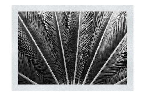 Cycas Revoluta - Monochrome Fine Art Print - Flowers & Plants Category