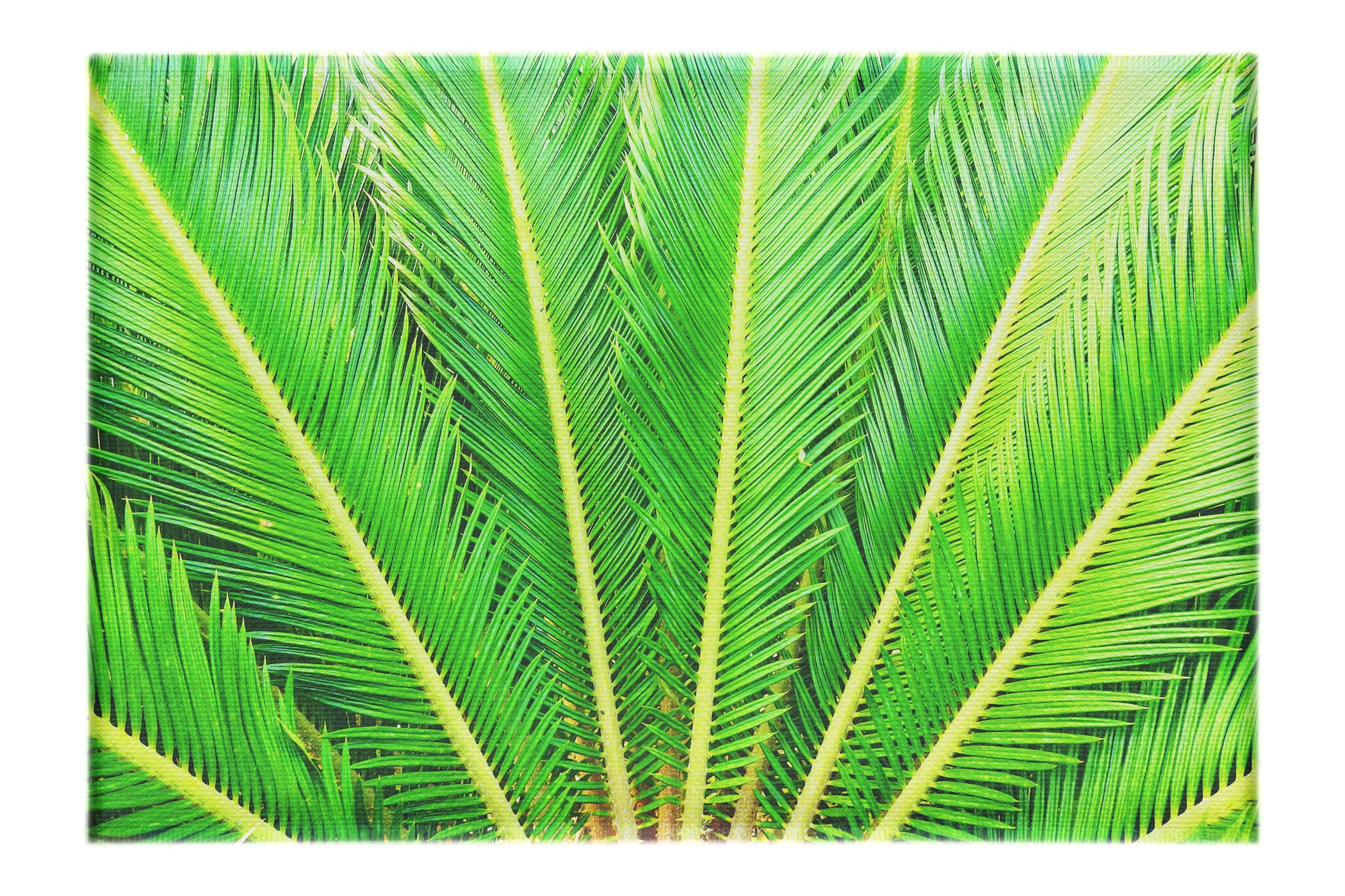 Cycas Revoluta - Canvas Print - Flowers & Plants Category