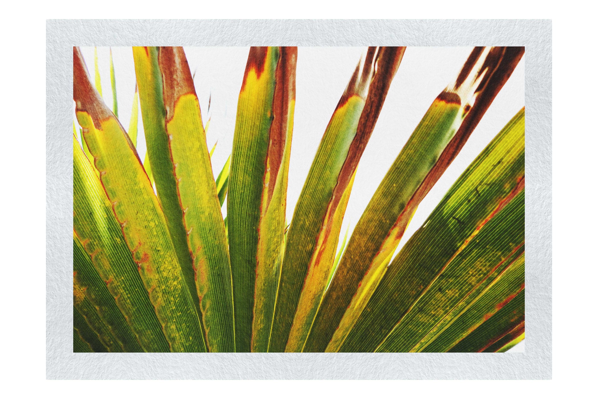 Green Fan Plant Weathered - Fine Art Print - Flowers & Plants Category