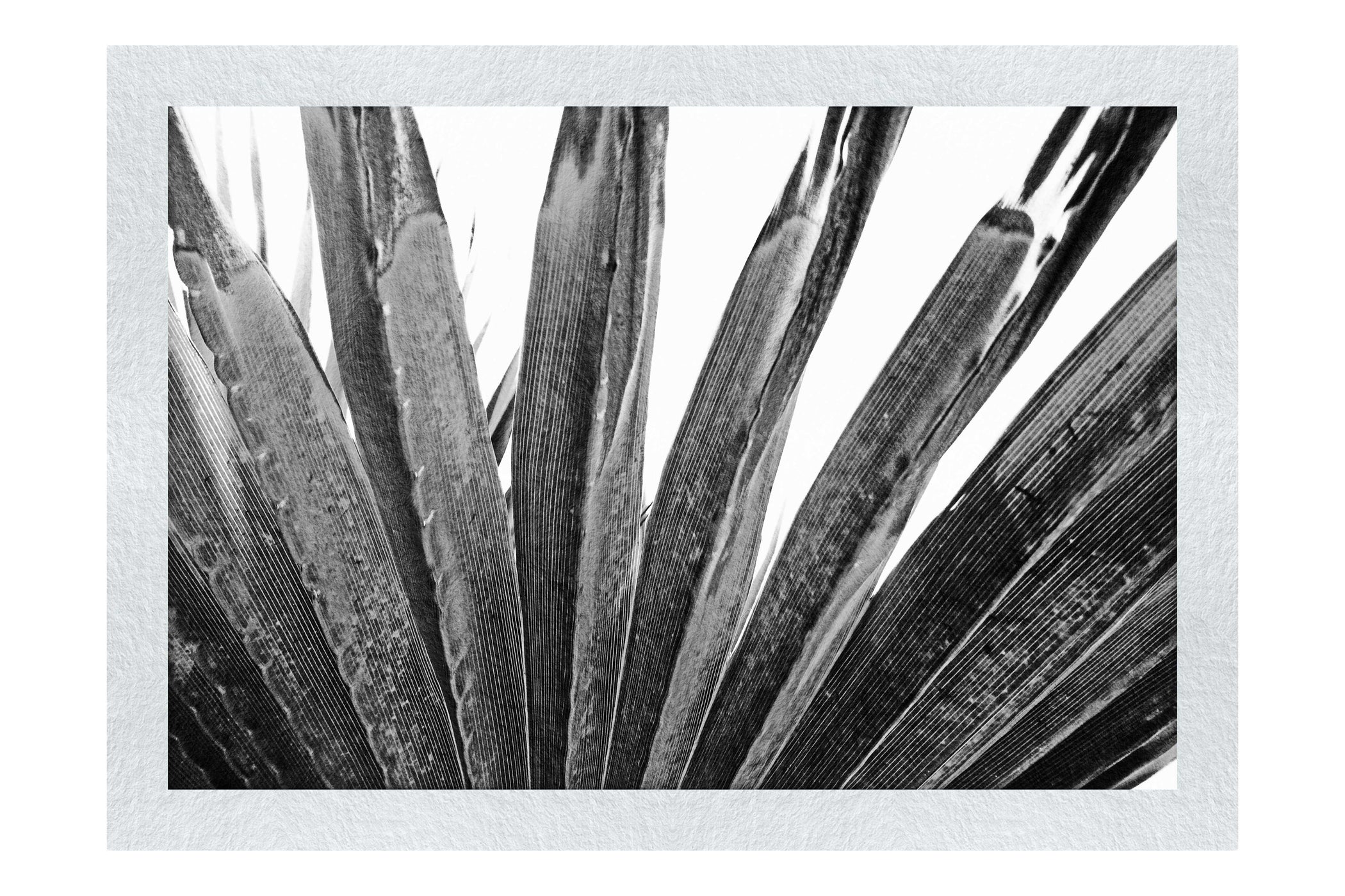 Green Fan Plant Weathered - Monochrome Fine Art Print - Flowers & Plants Category