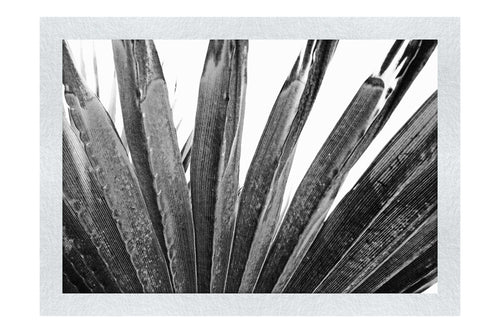 Green Fan Plant Weathered - Monochrome Fine Art Print - Flowers & Plants Category