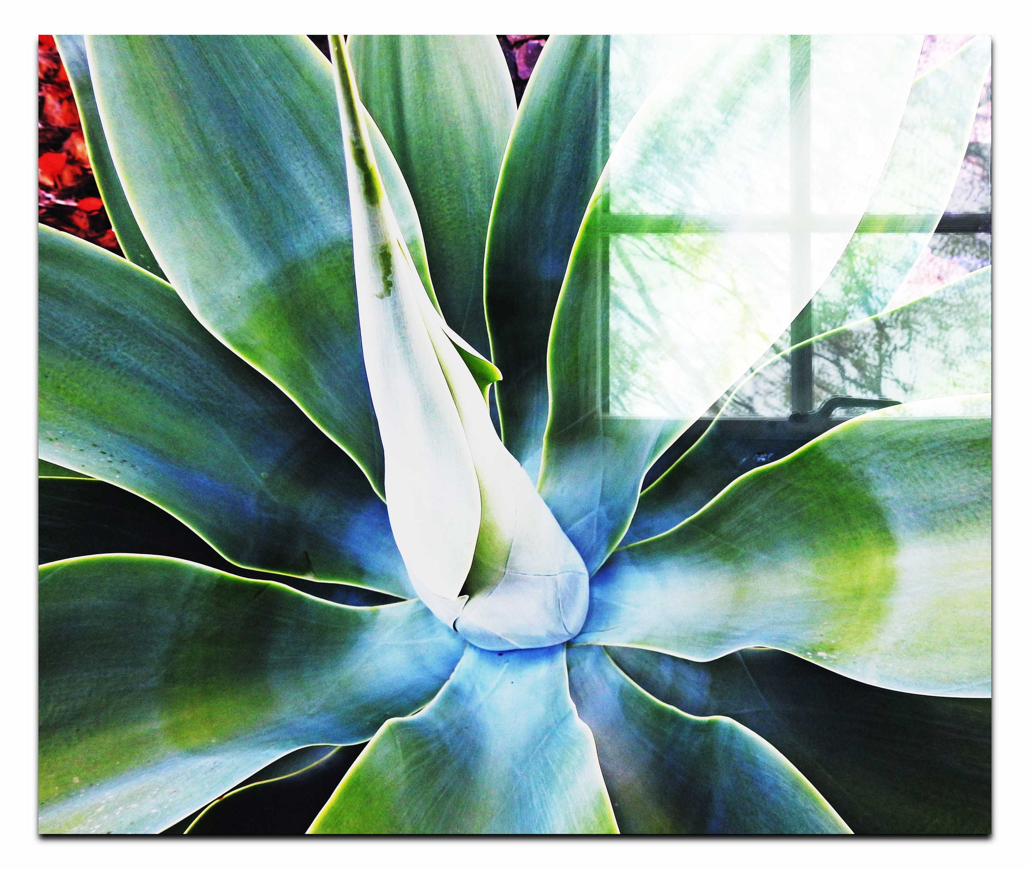 Green Macro Star Plant - Acrylic Print - Flowers & Plants Category