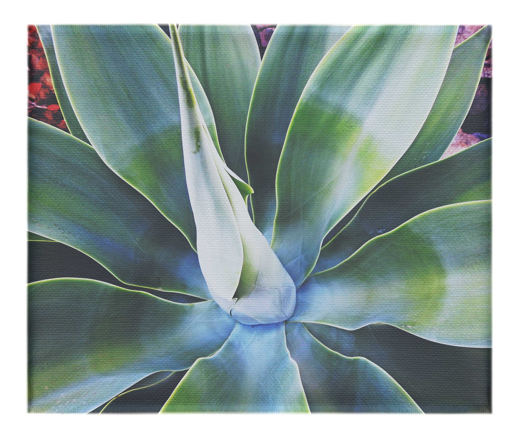 Green Macro Star Plant - Canvas Print - Flowers & Plants Category