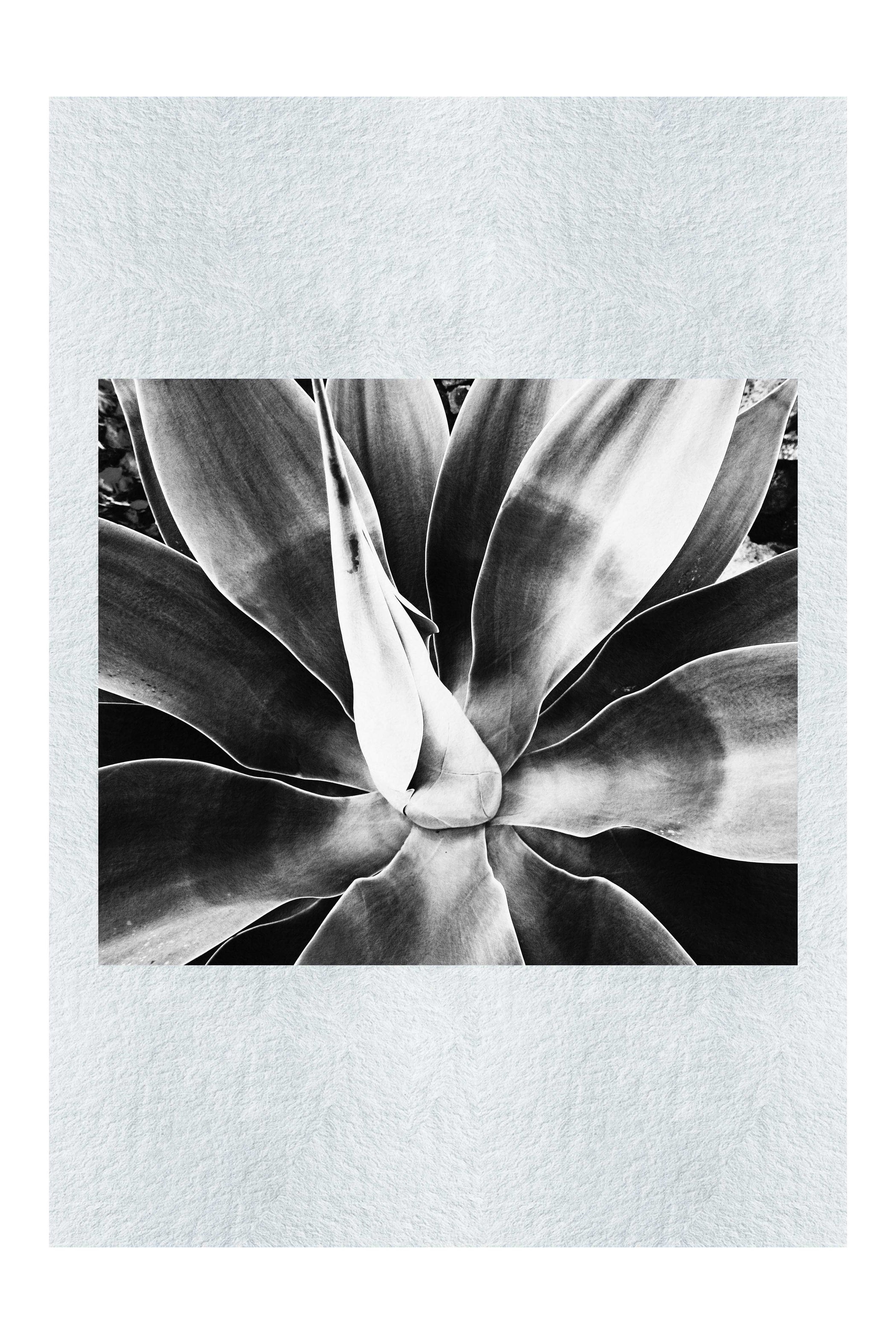 Green Macro Star Plant - Monochrome Fine Art Print - Flowers & Plants Category
