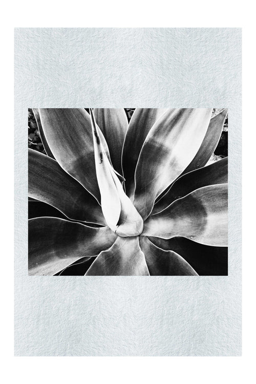 Green Macro Star Plant - Monochrome Fine Art Print - Flowers & Plants Category