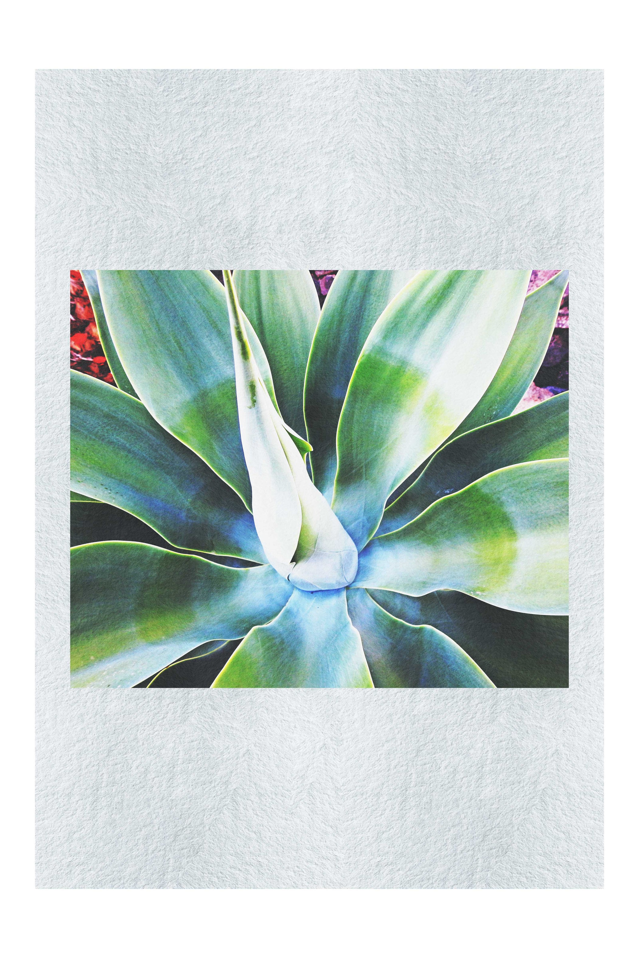 Green Macro Star Plant - Fine Art Print - Flowers & Plants Category