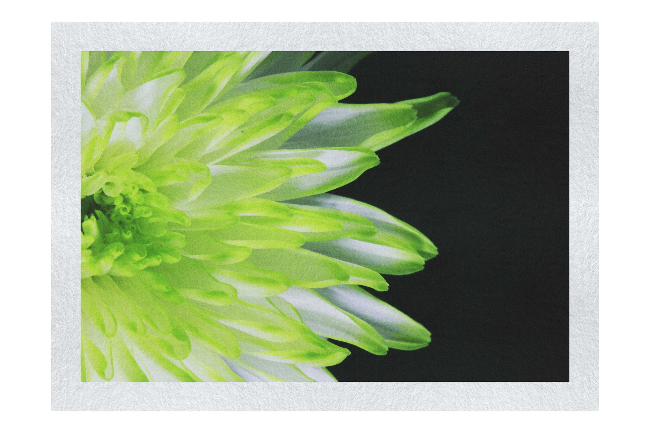 Green Chrysanthemum - Fine Art Print - Flowers & Plants Category