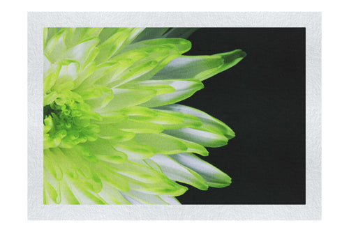 Green Chrysanthemum - Fine Art Print - Flowers & Plants Category