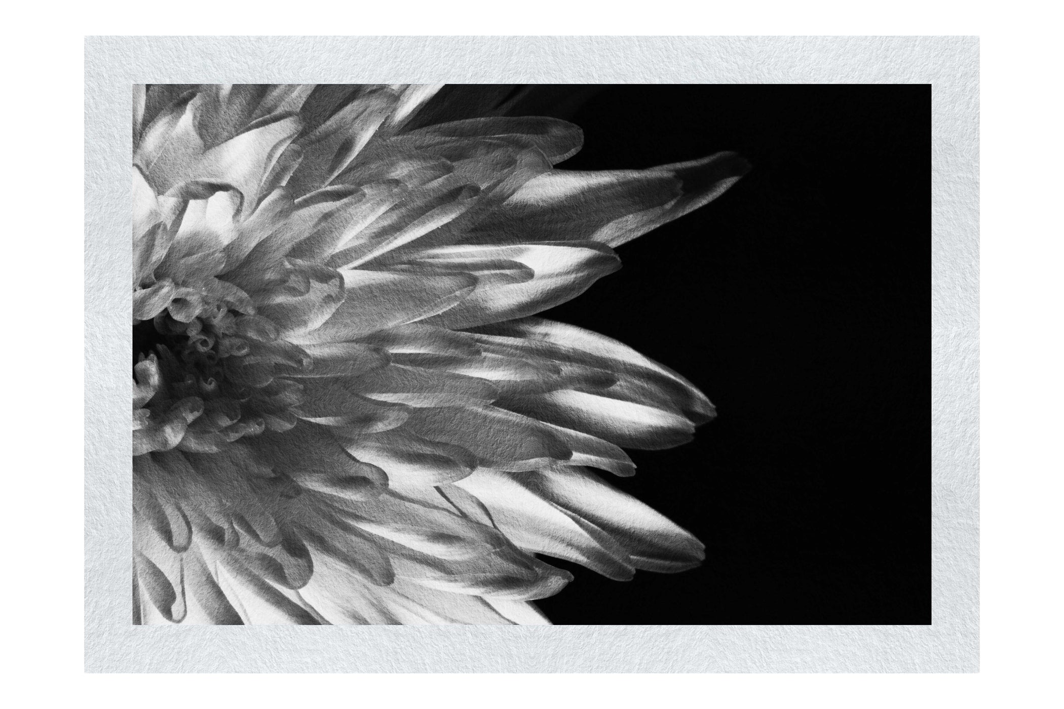 Green Chrysanthemum - Monochrome Fine Art Print - Flowers & Plants Category