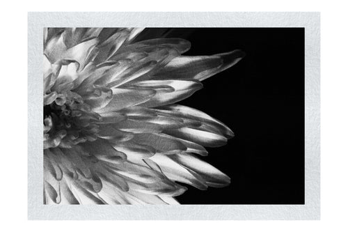 Green Chrysanthemum - Monochrome Fine Art Print - Flowers & Plants Category