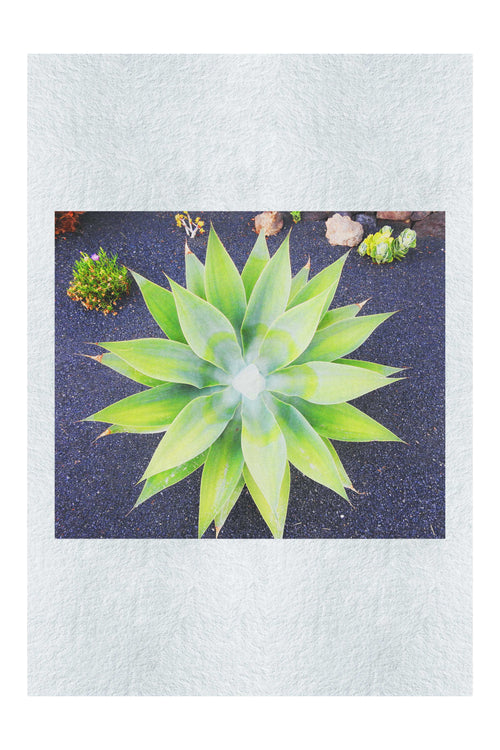 Green Star Plant - Fine Art Print - Flowers & Plants Category