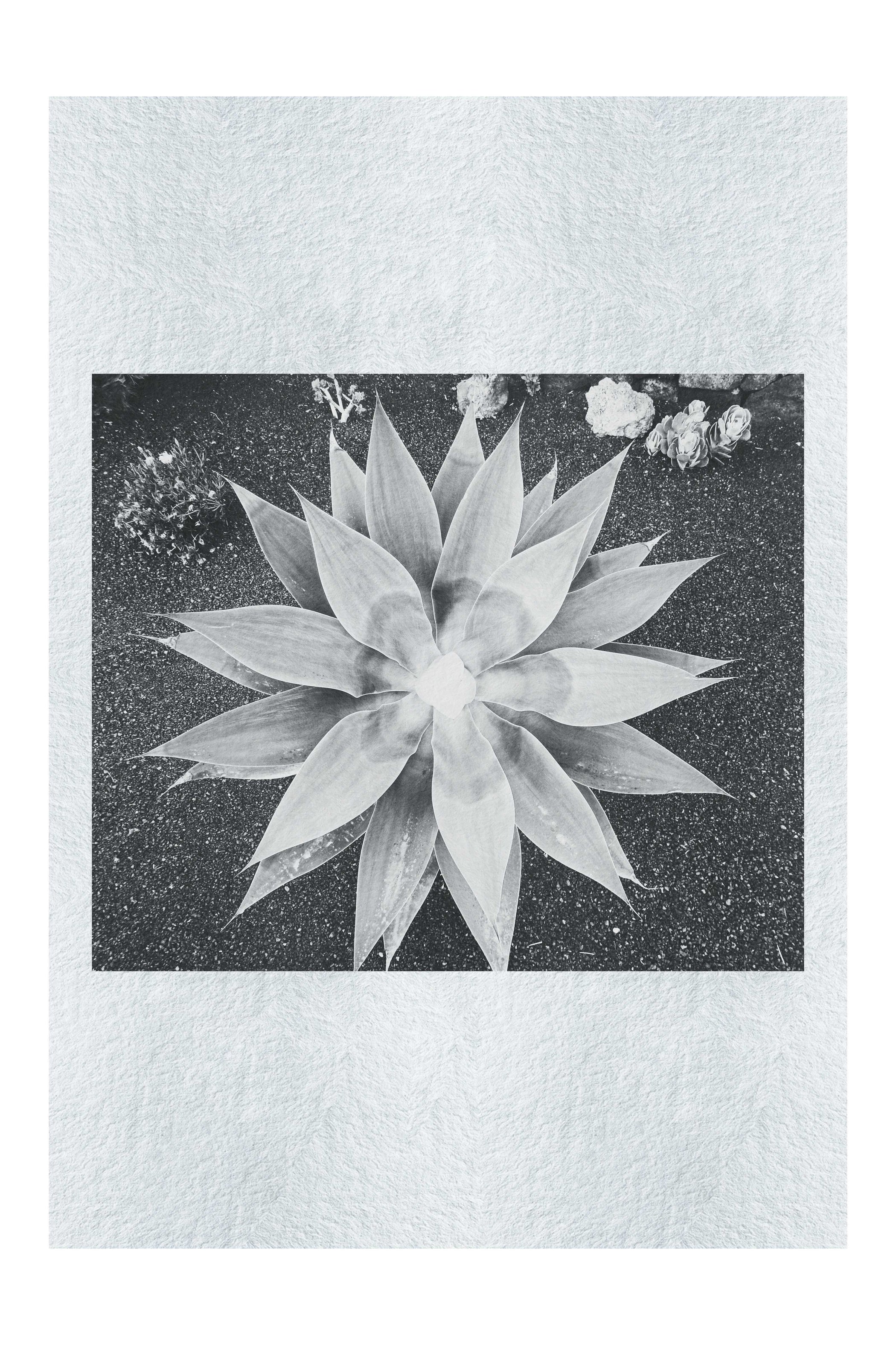 Green Star Plant - Monochrome Fine Art Print - Flowers & Plants Category
