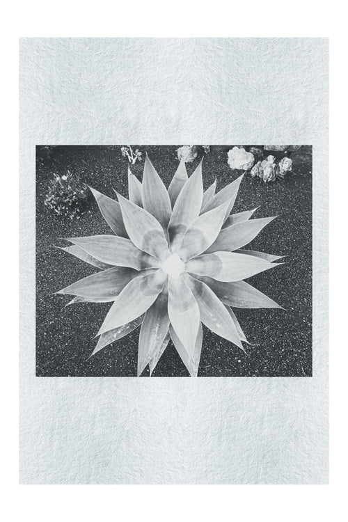 Green Star Plant - Monochrome Fine Art Print - Flowers & Plants Category