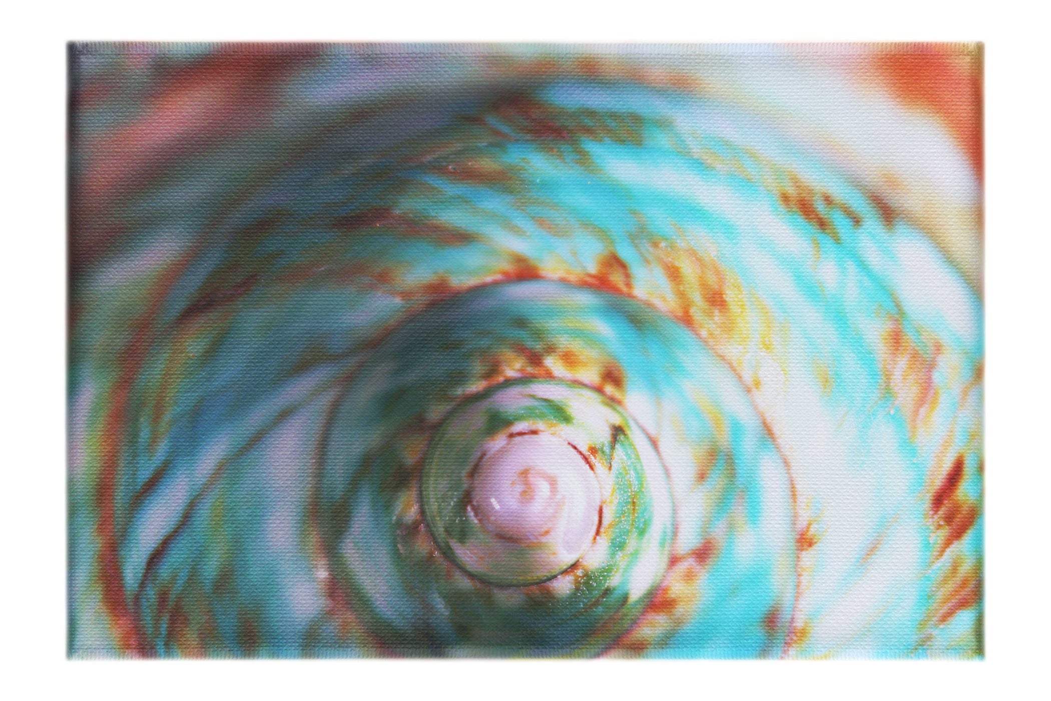 Teal and Orange Turbinidae Shell - Canvas Print - Aquatic Category