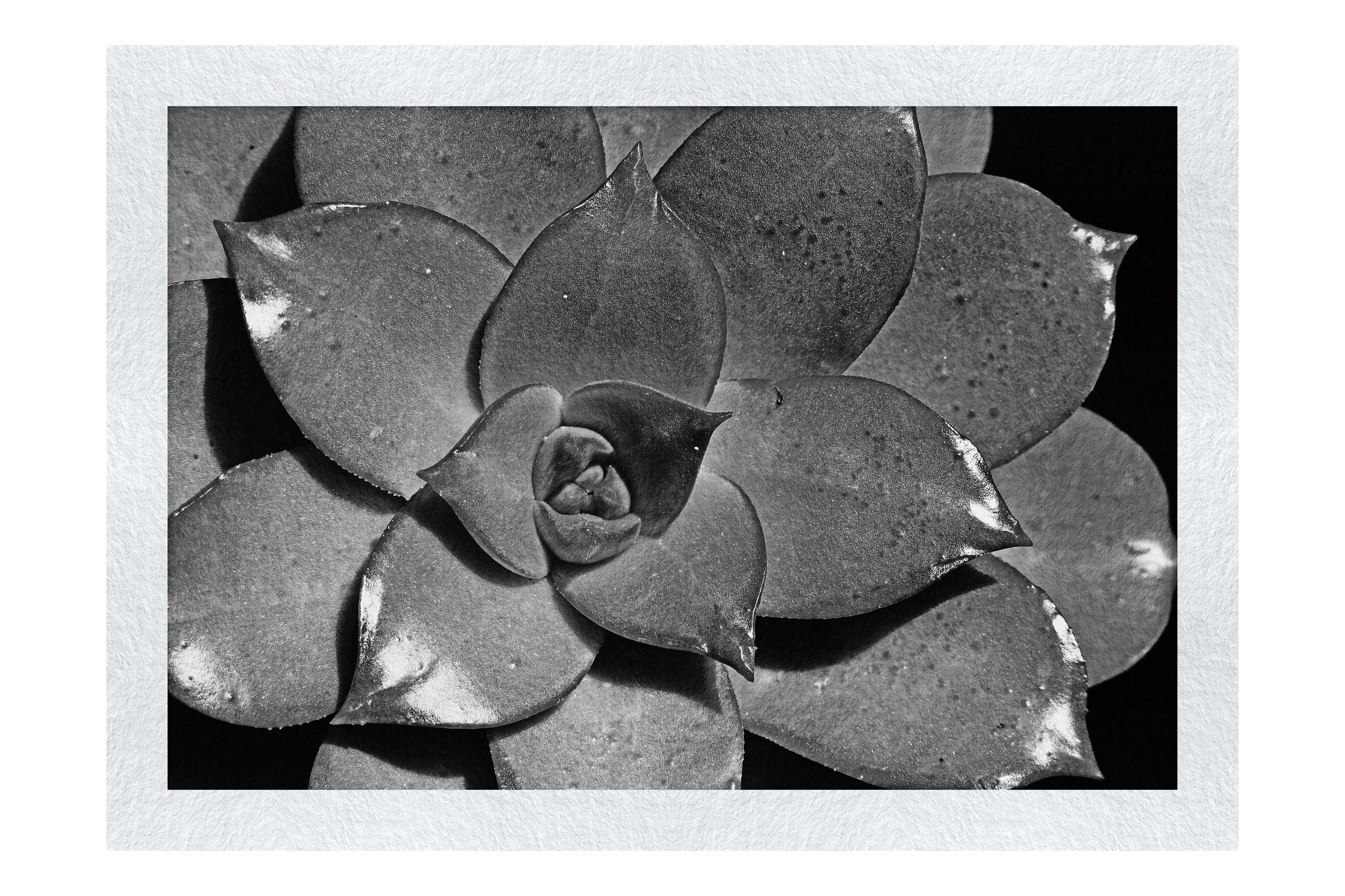 Echeveria Agavoides - Monochrome Fine Art Print - Flowers & Plants Category
