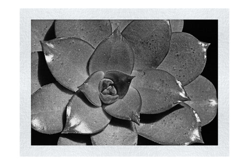 Echeveria Agavoides - Monochrome Fine Art Print - Flowers & Plants Category