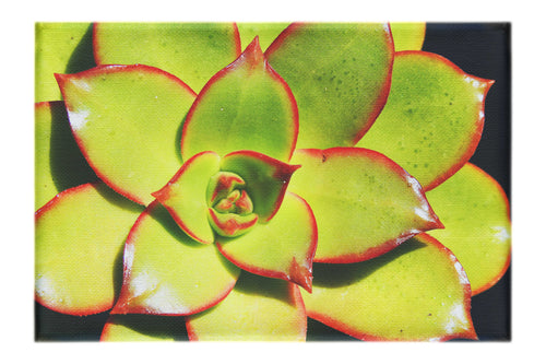 Echeveria Agavoides - Canvas Print - Flowers & Plants Category