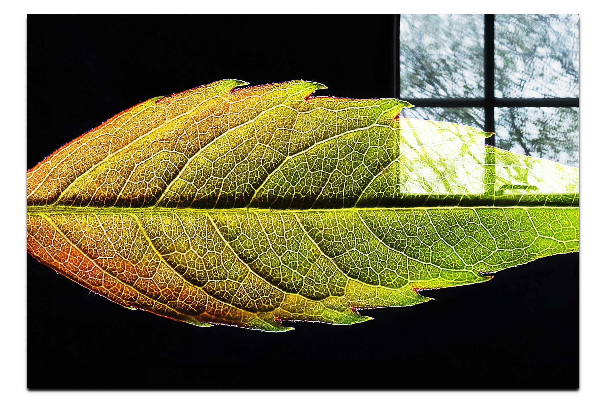 Autumn's Palette: Changing Leaf Portrait - Acrylic Print - Flowers & Plants Category