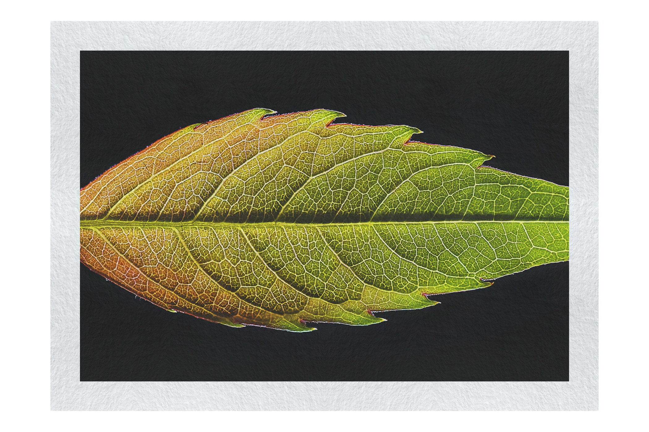 Autumn's Palette: Changing Leaf Portrait - Fine Art Print - Flowers & Plants Category