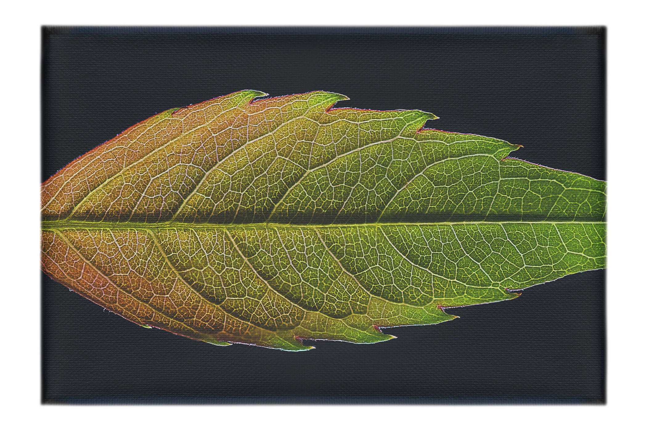Autumn's Palette: Changing Leaf Portrait - Canvas Print - Flowers & Plants Category