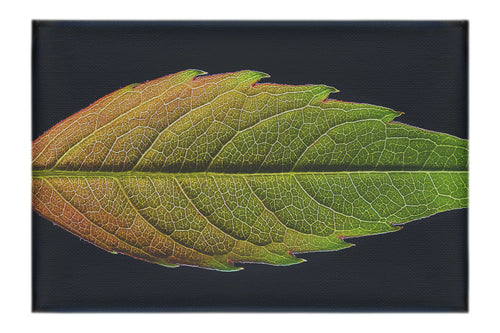 Autumn's Palette: Changing Leaf Portrait - Canvas Print - Flowers & Plants Category