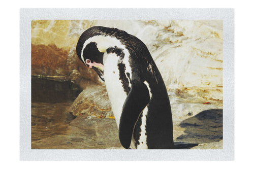 Humboldt Penguin - Fine Art Print - Wildlife Category
