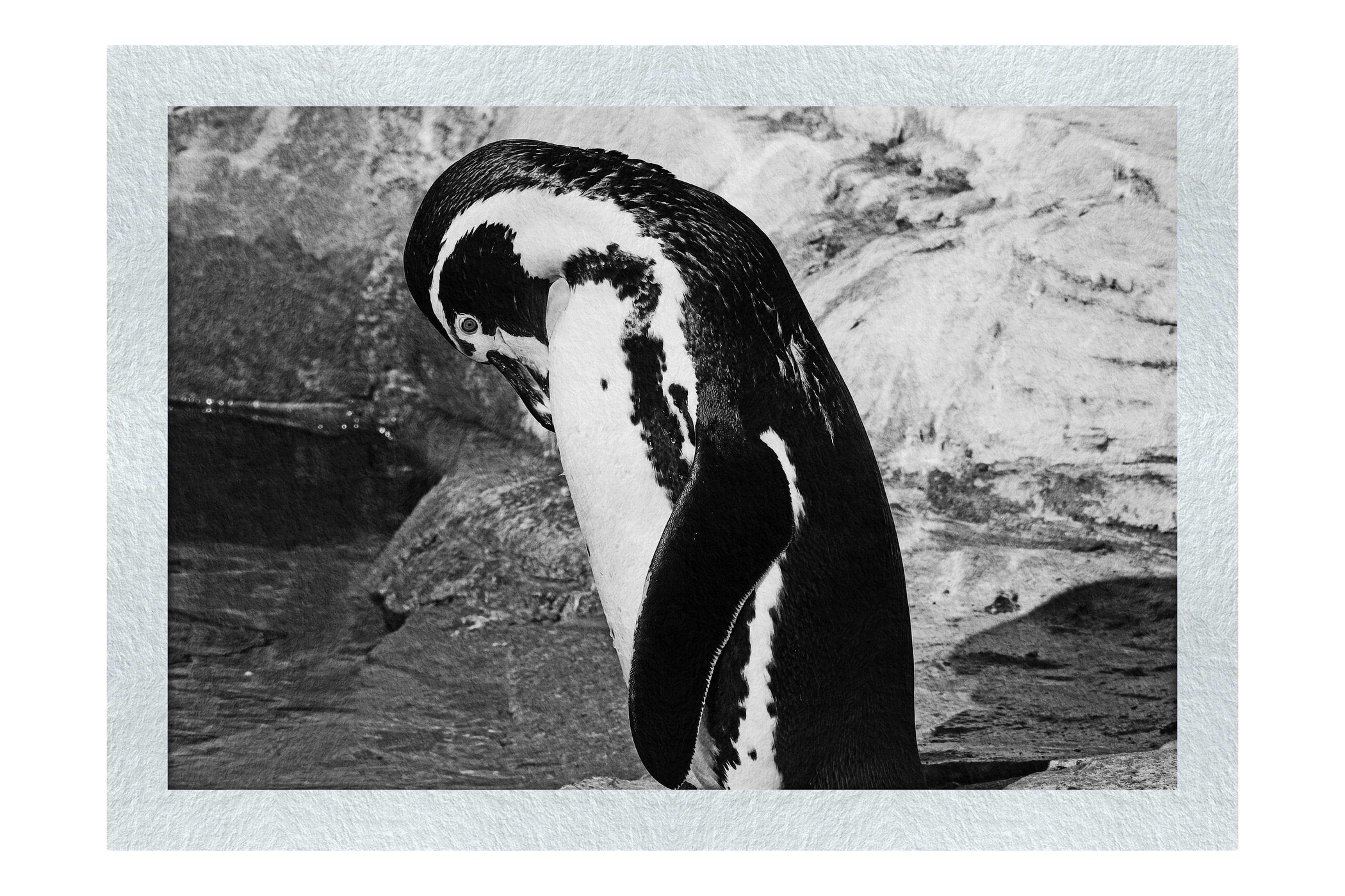 Humboldt Penguin - Monochrome Fine Art Print - Wildlife Category