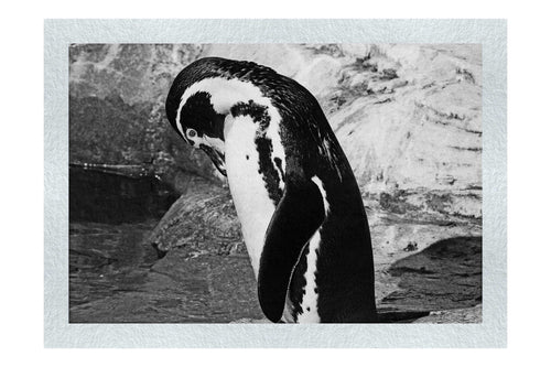 Humboldt Penguin - Monochrome Fine Art Print - Wildlife Category