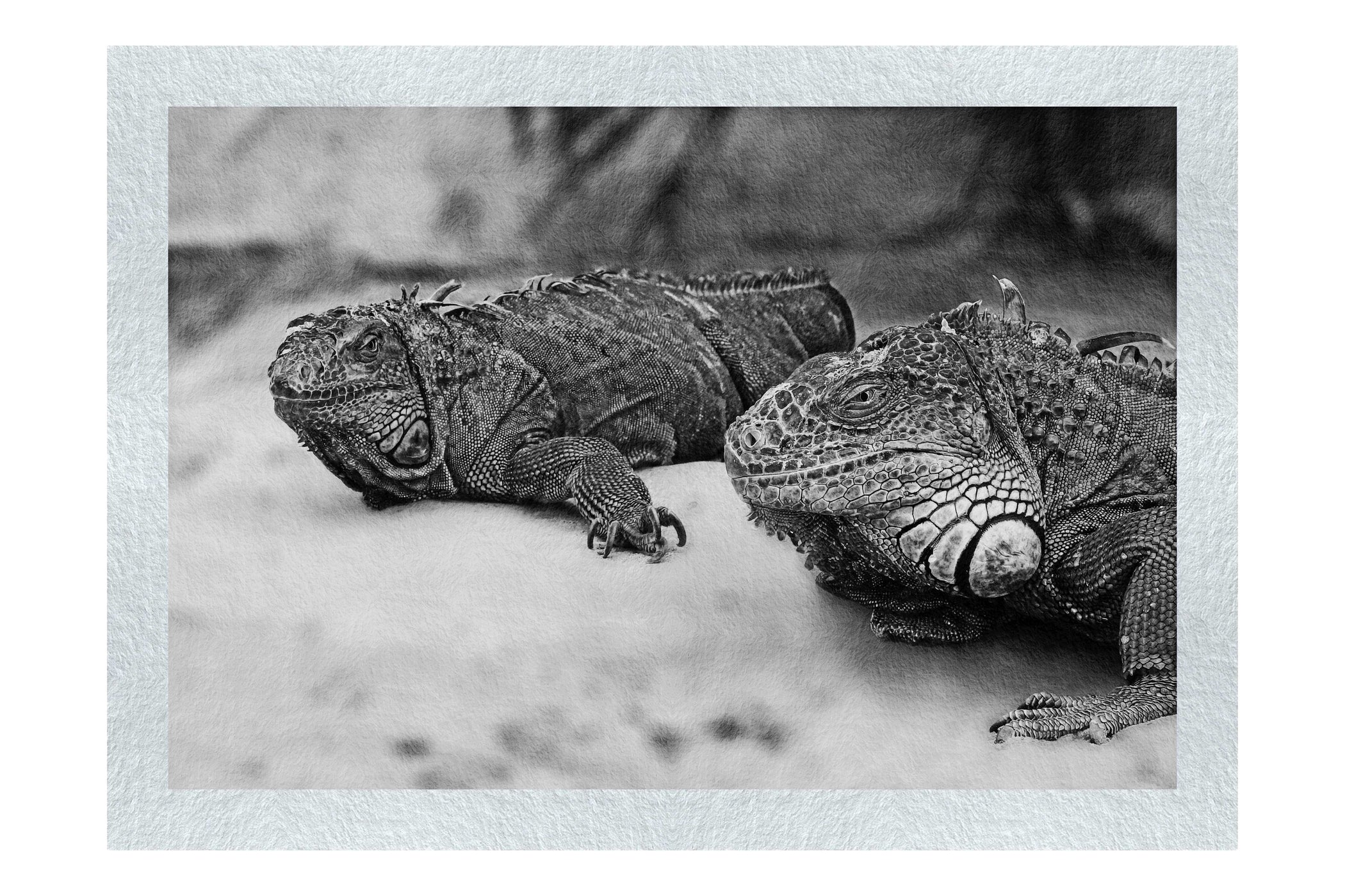 Iguana Twins - Monochrome Fine Art Print - Wildlife Category