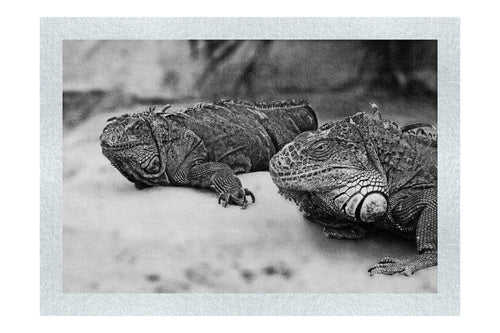 Iguana Twins - Monochrome Fine Art Print - Wildlife Category