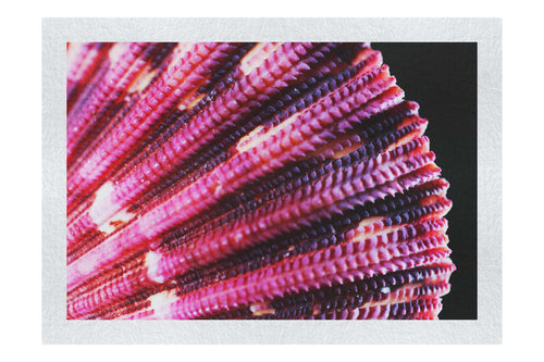 Cerise Scallop Shell - Fine Art Print - Aquatic Art Category