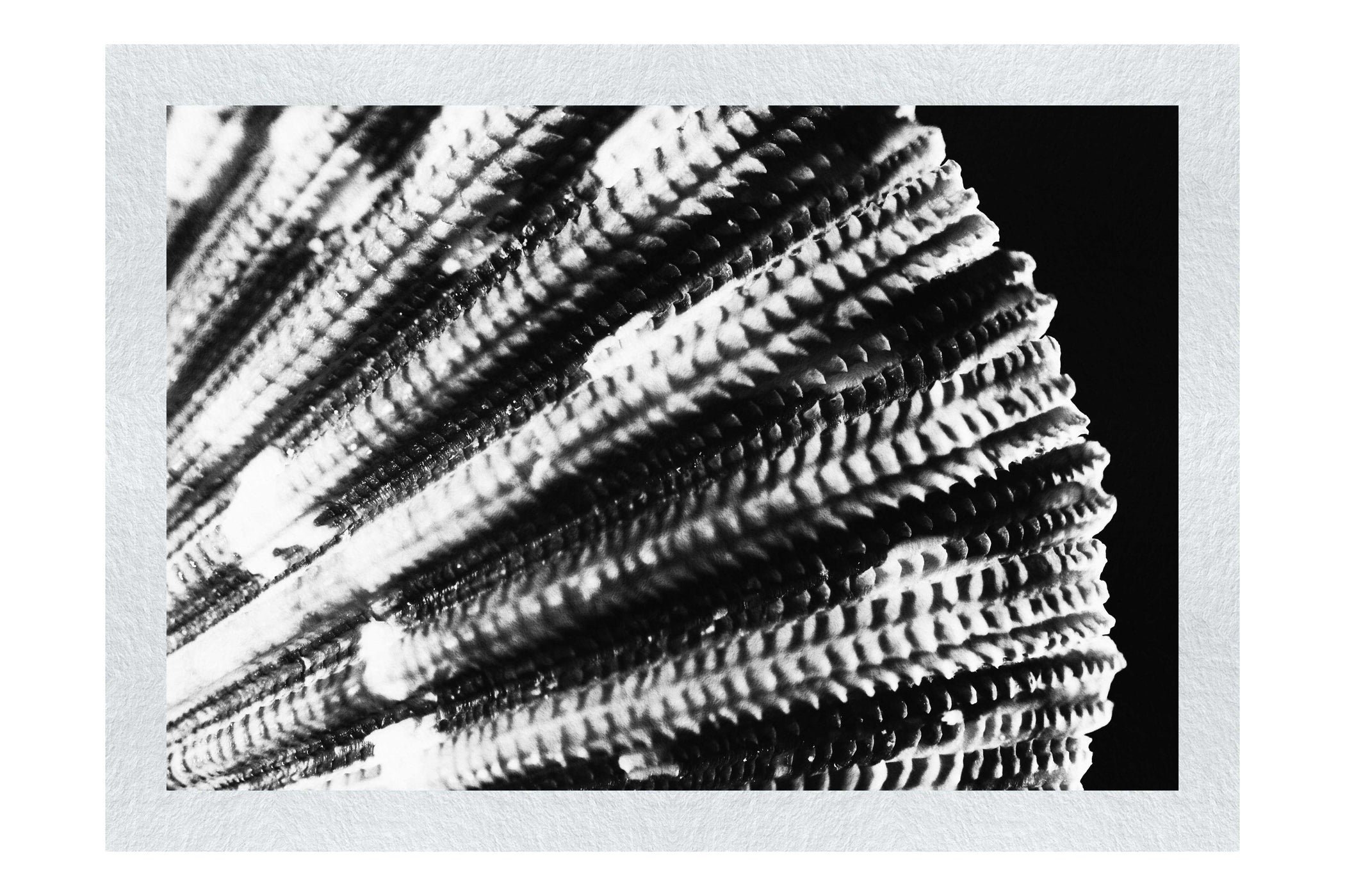 Cerise Scallop Shell - Monochrome Fine Art Print - Aquatic Art Category