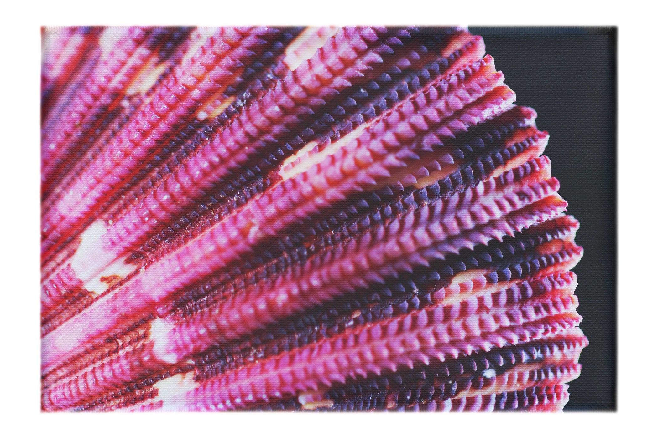 Cerise Scallop Shell - Canvas Print - Aquatic Art Category