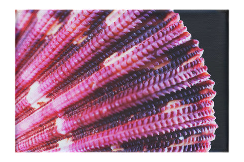 Cerise Scallop Shell - Canvas Print - Aquatic Art Category