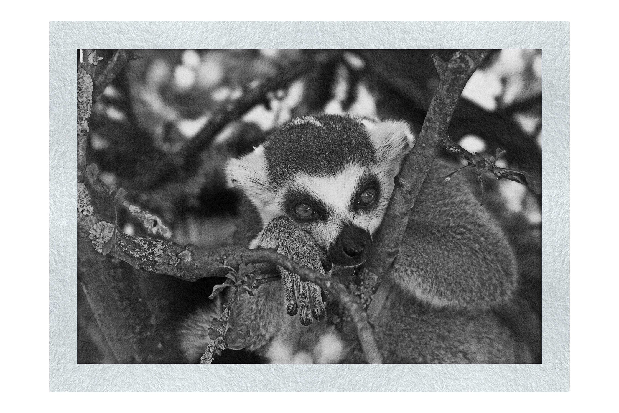 Lemur Pondering - Monochrome Fine Art Print - Wildlife Category
