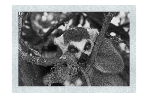 Lemur Pondering - Monochrome Fine Art Print - Wildlife Category