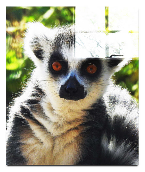 Lemur Selfie - Acrylic Print - Wildlife Category