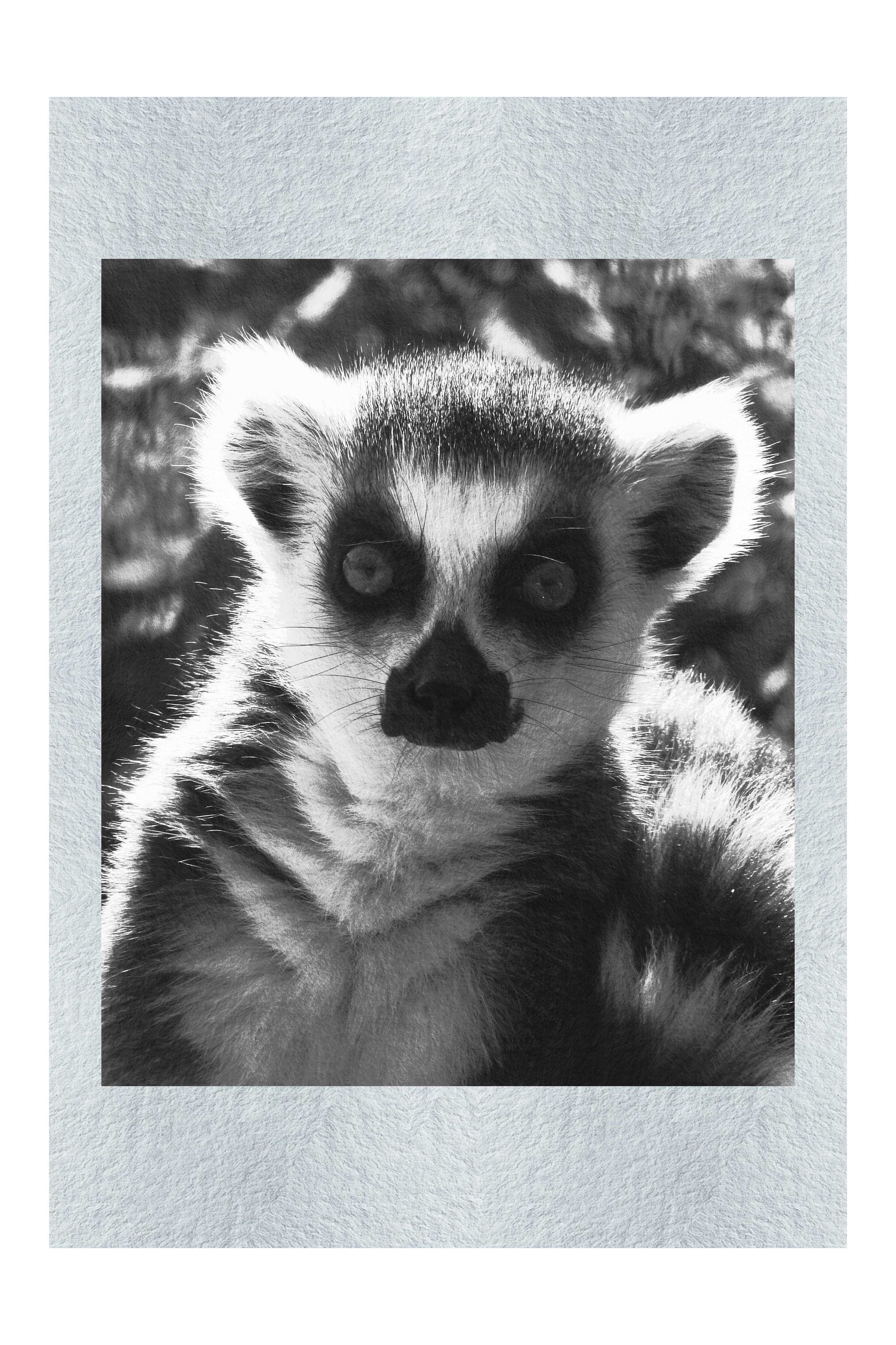 Lemur Selfie - Monochrome Fine Art Print - Wildlife Category
