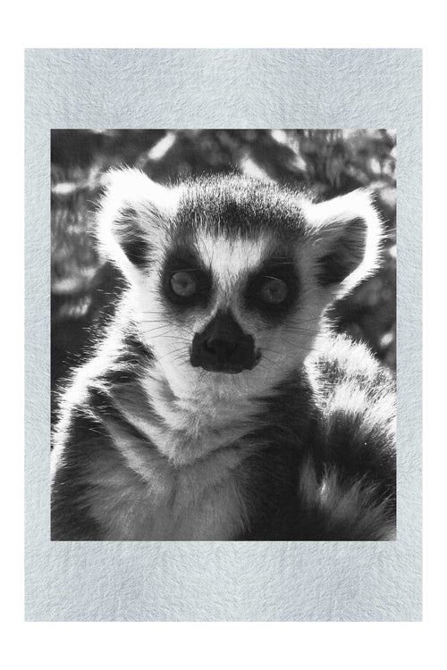 Lemur Selfie - Monochrome Fine Art Print - Wildlife Category