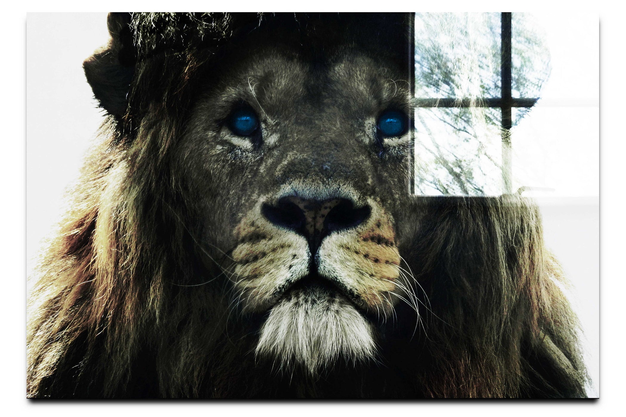 Blue Eyed Lion - Acrylic Print - Wildlife Category