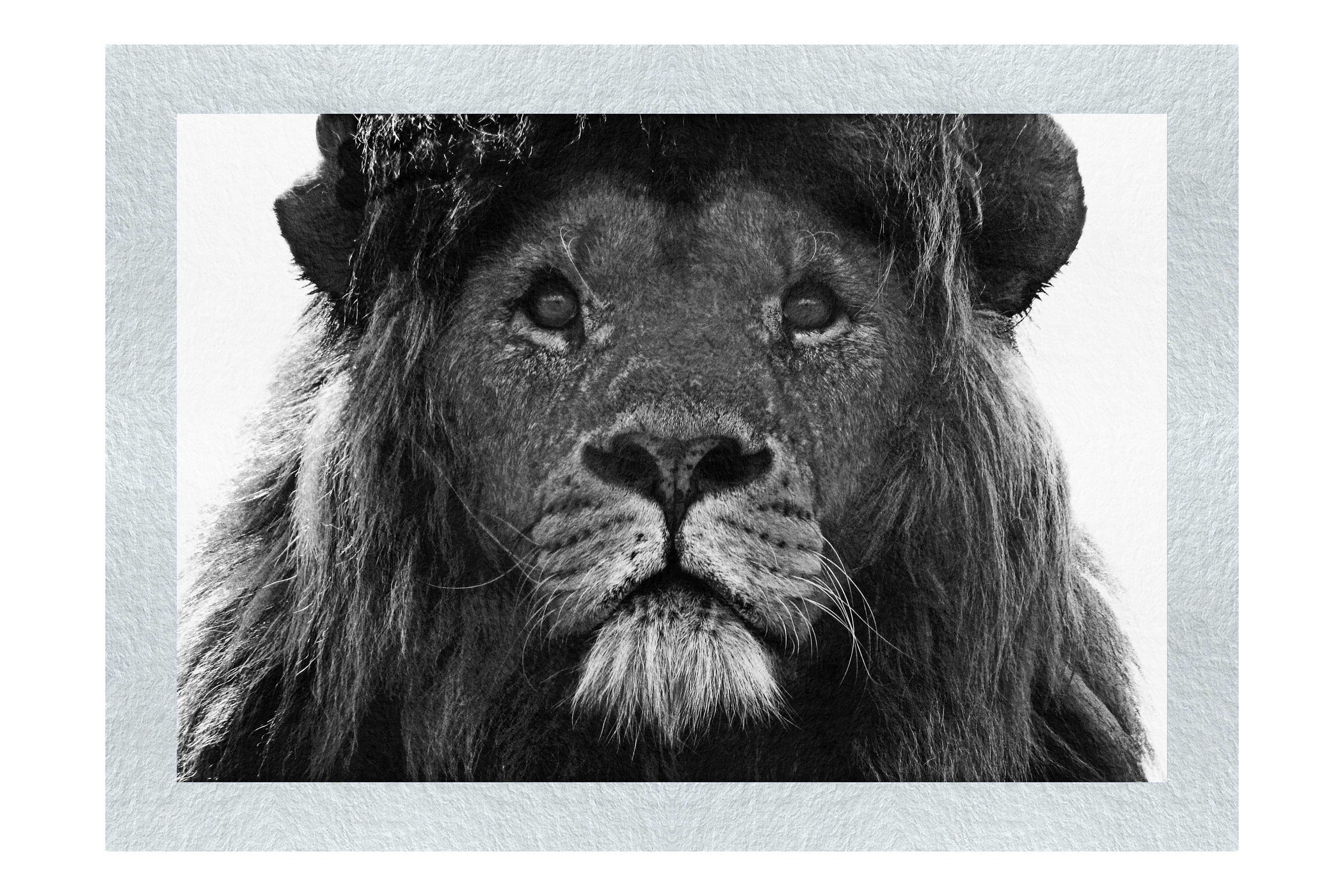 Blue Eyed Lion - Monochrome Fine Art Print - Wildlife Category