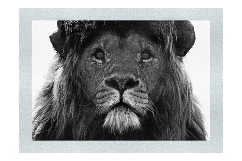 Blue Eyed Lion - Monochrome Fine Art Print - Wildlife Category