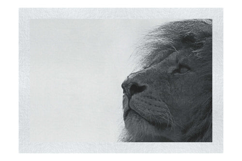 Lion - Fine Art Print - Wildlife Category