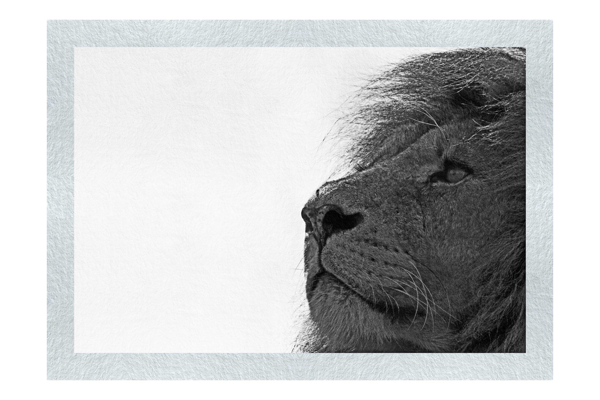 Lion - Monochrome Fine Art Print - Wildlife Category