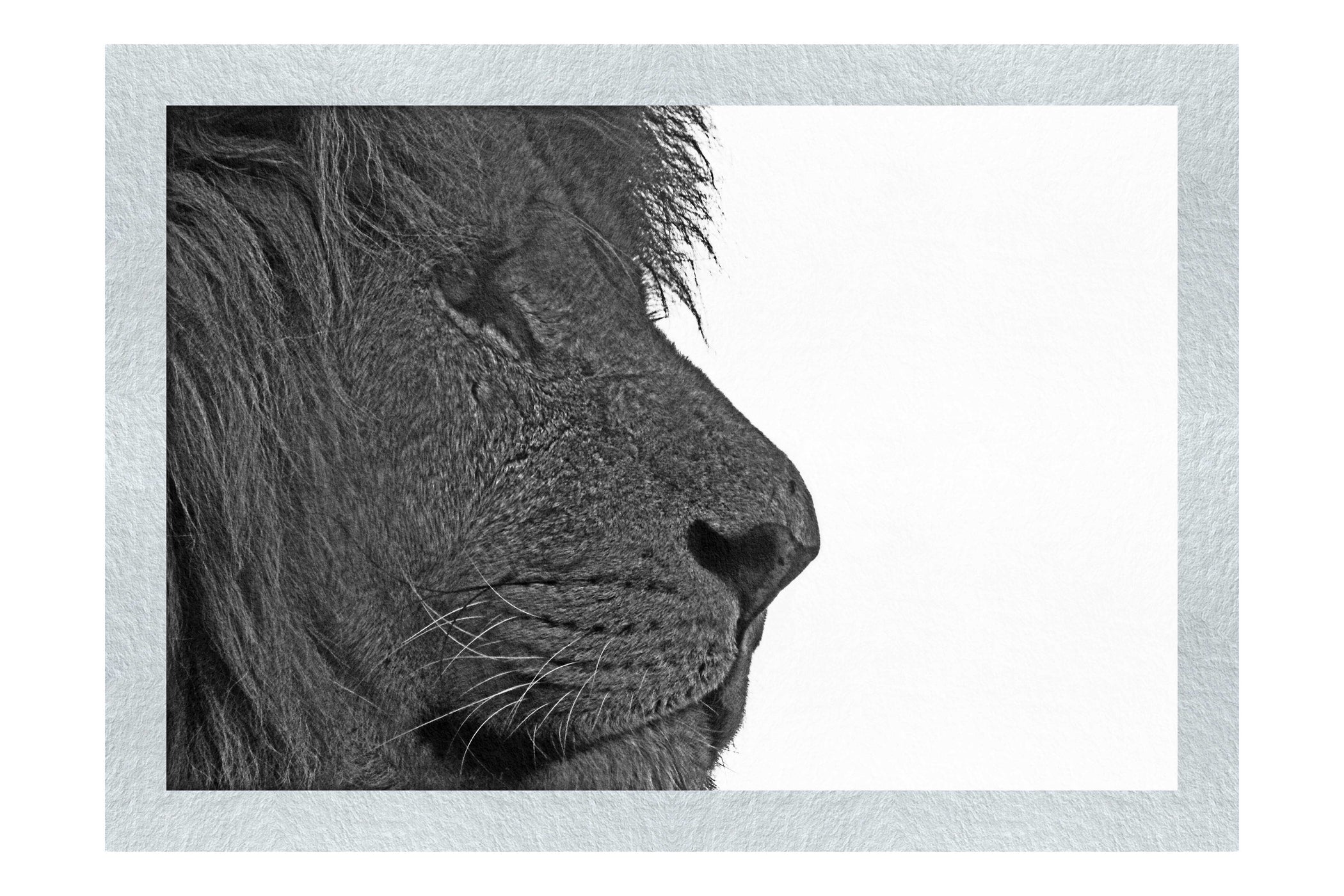 Lion in Side-Profile - Monochrome Fine Art Print - Wildlife Category